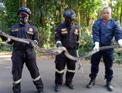 Memangsa Seekor Ayam, Ular Sepanjang 3 Meter Berhasil Dievakuasi