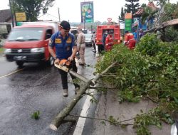 Pohon Tumbang di Kramatmulya, Timpa PJU dan Halangi Jalan