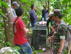 Petugas Masih Buru Macan Tutul yang Berkeliaran di Selajambe