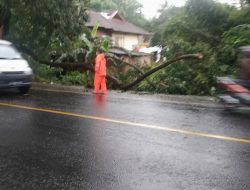 Pohon Tumbang, 2 Warga Talun Terluka