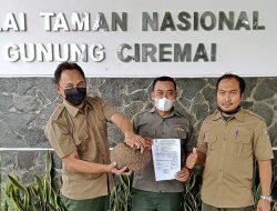 Trenggiling dari Blok Lambosir Diserahkan Warga ke Balai TNGC