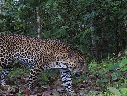 Rasi Makin Pede Masuk ke Hutan Alam TN Gunung Ciremai