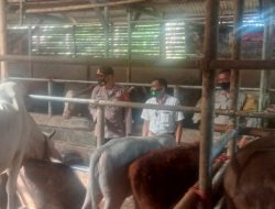 Wabah PMK Masuk ke Kuningan, Polsek Kramatmulya Cek Peternakan Sapi