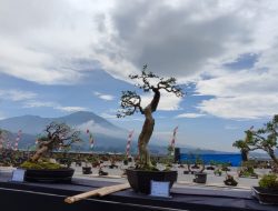 Pameran dan Kontes Bonsai di Sisi Sagara Dongkrak Pariwisata Kuningan