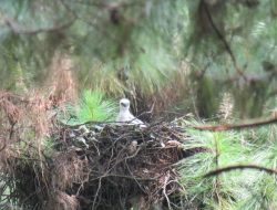 Jelang Hari Lahir Pancasila, Generasi Elang Jawa Kembali Menetas