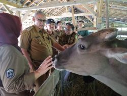 Vaksinasi Sapi Dimulai, Bupati: Gunakan Sapi Lokal Yang Sehat