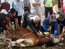 Uniku Kurban 1 Sapi dan 27 Ekor Kambing