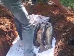 Sejumlah Ikan ‘Dewa’ di Cibulan Mati Mendadak