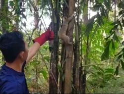 1 Ekor Kukang Jawa Dilepasliarkan