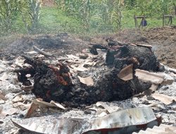 Niatnya Dihangatkan, Sapi dan Kambing Milik Wasto Malah Hangus Terpanggang