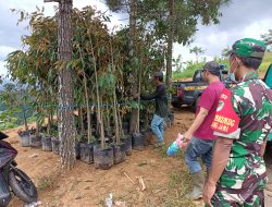 Lestarikan Lingkungan Hidup, Kodim Kuningan Tanam Pohon Durian