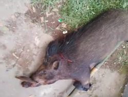 Warga Tembak Babi Hutan yang Masuk ke Rumah Warga