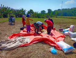 Babinsa Turun ke Sawah, Bantu Petani Panen Padi