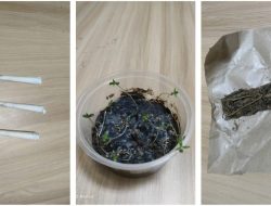 Punya Bibit Ganja di Rumah, Warga Manislor Ini Diamankan Polisi