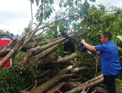 Hujan Lebat, 3 Pohon Angsana Roboh