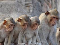 Damkar Kuningan Tangani Teror Kawanan Kera yang Sering Berjemur di Atap Sekolah