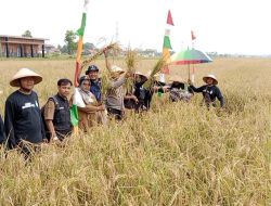 Inilah Makna Tradisi Mapag Sri Jelang Panen Raya di Cirebon