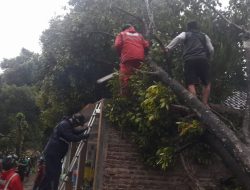 Rumah Warga Hancur Tertimpa Pohon Tumbang