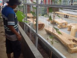 Budidaya Anggur di Lahan SAE Lapas Kuningan