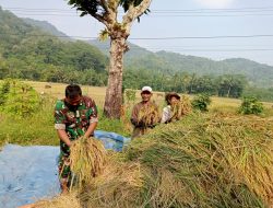 Babinsa Cilayung Bantu Warga Panen Padi