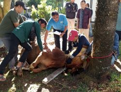Uniku Kurban 1 Ekor Sapi dan 6 Kambing, Dikdik: Kita Salurkan ke Warga Sekitar Kampus dan Karyawan