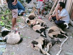 Geger ! Puluhan Ekor Kambing Mati Mendadak Diserang Anjing Liar