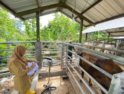 Ratusan Sapi Jalani Pemeriksaan Kesehatan Di Posyandu UPT BPTP Kota Cirebon