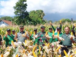 Dukung Ketahanan Pangan, Kodim Kuningan Panen Raya Jagung