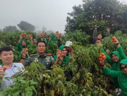 Dandim Kuningan dan Ketua HKTI Panen Raya Tomat di Eko Wisata Embun Sangga Langit