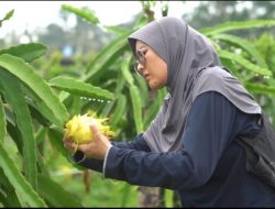 Viral Buah Sultan Dari Kuningan, Kelezatan Buah Naga Kuning yang Membuat Heboh