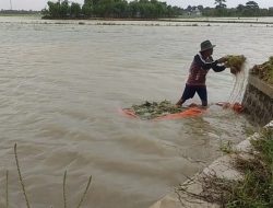 50 Hektare Sawah Di Indramayu Terendam Banjir