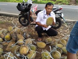 Keistimewaan Durian Lokal Kuningan Bikin Nagih, Wahyu : Legit, Pulen dan Tidak Enek