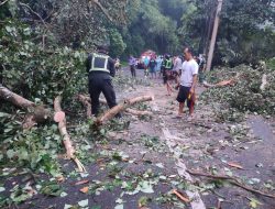 Dua Pengendara Motor Tertimpa Pohon Tumbang