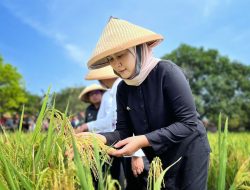 Bupati Indramayu Optimis Produksi Padi Tahun Ini Naik