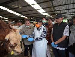 Jelang Idul Adha, Pj Bupati Cek Langsung Kondisi Hewan Idul Qurban