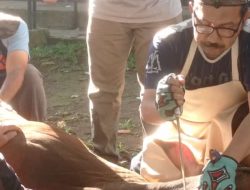 Uniku Kurban 1 Sapi 10 Kambing