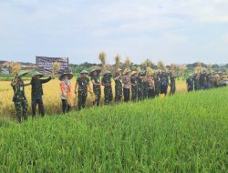 Para Perwira Siswa Seskoad Ikut Panen Raya di Desa Sindang Jawa