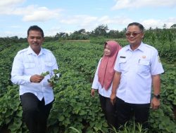 Dirjen Tanaman Pangan Dorong Peningkatan Produksi Ubi Jalar Khas Kuningan