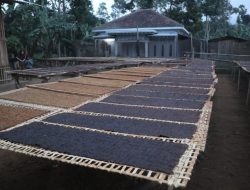 Tembakau Kuningan Sudah Banyak Peminat dan Antri, Wahyu : Pentingnya Pelatihan dan Pemberdayaan Petani