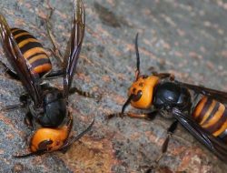 Diserang Tawon Vespa, Pengusaha Kopi di Kuningan Meninggal Dunia