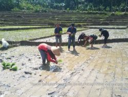Berikan Motivasi, Babinsa Jamberama Turun Ke Sawah Bantu Petani