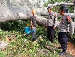 Pohon Besar Ikon Indramayu Tumbang