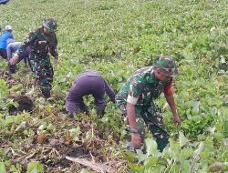 Prajurit TNI AD Bersama Masyarakat Bersihkan Eceng Gondok di Waduk Darma