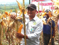 Wahyu : Panen Jagung di Kuningan, bukti Kolaborasi untuk Ketahanan Pangan