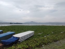 Eceng Gondok Kembali Menutupi Perairan Waduk Darma, Kades Jagara : Kami Akan Siapkan Pola “Garpu Sendok”