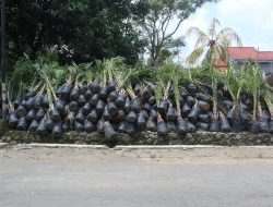 3.000 Bibit Kelapa Sawit Siap Tanam Disegel, Bupati Dian : Hentikan Total Aktivitas Sawit di Kuningan