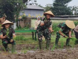 Hidupkan Lahan Tidur, Danrem 063/SGJ dan Dandim 0615/KNG Lakukan Tanam Padi
