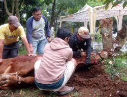 Uniku Kurban 2 Sapi dan 9 Kambing pada Idul Adha 1446 H, Daging Dibagikan ke Warga Sekitar Kampus
