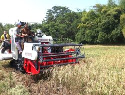 Petani Muda Bangkit, Wildan Jadi Simbol Regenerasi Pertanian Modern di Kuningan