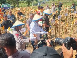 Panen Raya Jagung Serentak di Indramayu, Wagub Jabar Dorong Optimalisasi Lahan dan Keadilan Harga